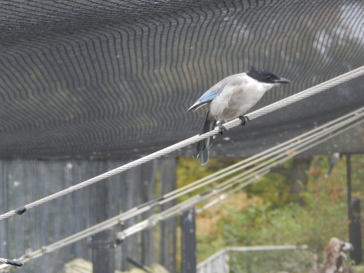Edge of Europe aviary - Asian azure-winged magpie 071020