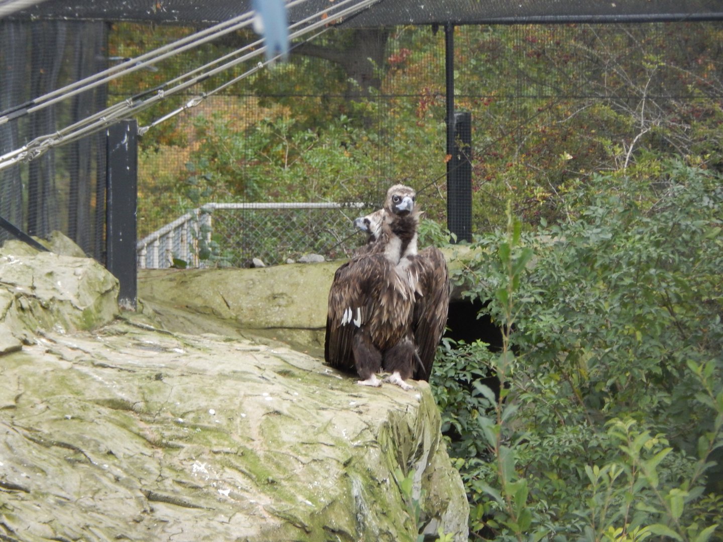 Edge of Europe aviary - Black vulture 071020