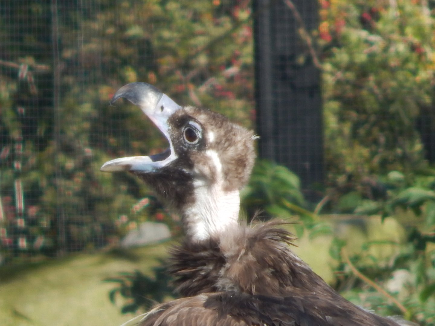 Edge of Europe aviary - Eurasian black vulture 081020