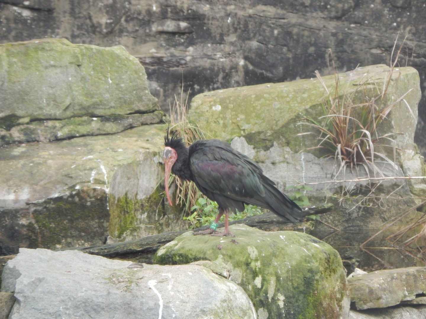 Edge of Europe aviary - Waldrapp 071020