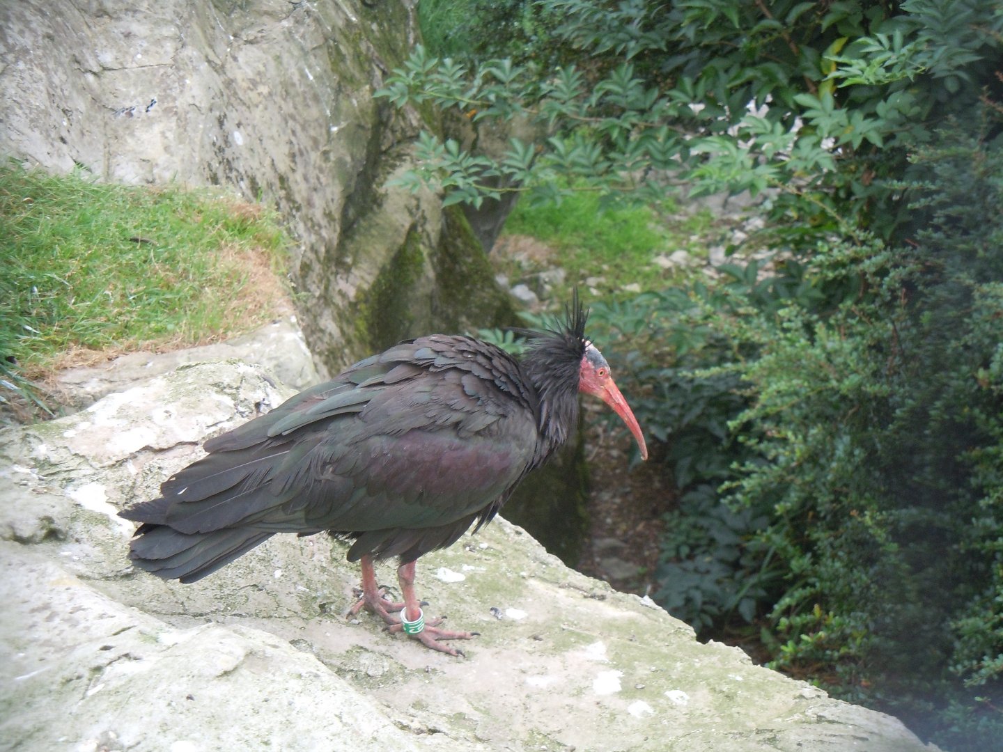 Edge of Europe aviary - Waldrapp 110920