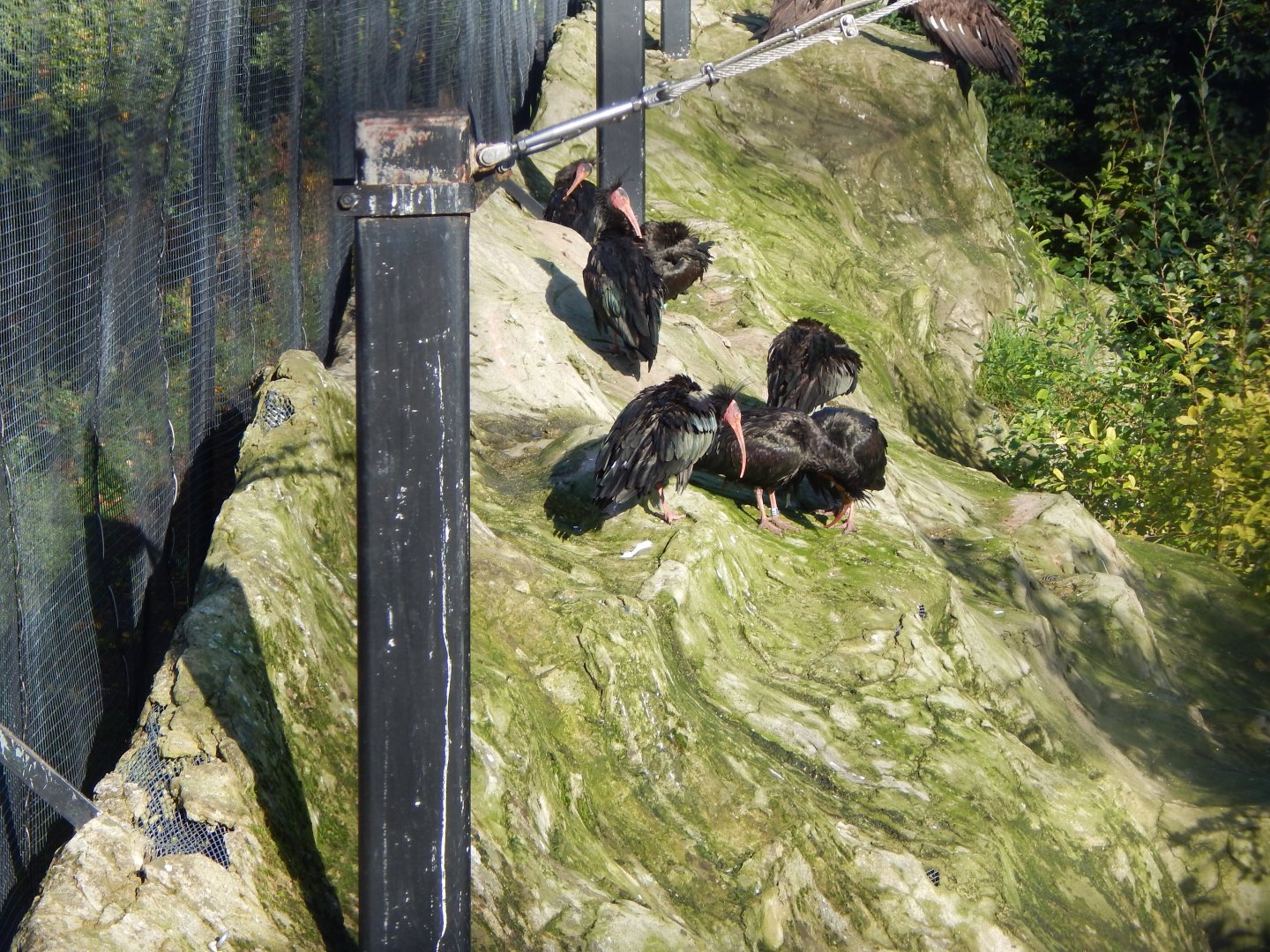 Edge of Europe aviary - Waldrapps 081020