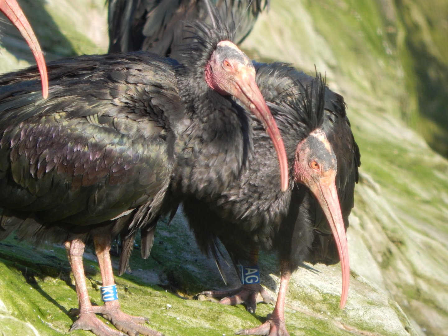 Edge of Europe aviary - Waldrapps 081020