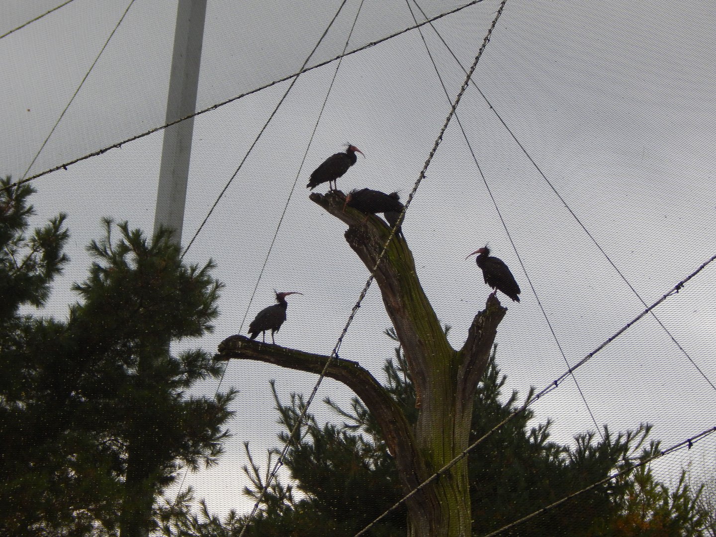 Edge of Europe Aviary - Waldrapps 181021