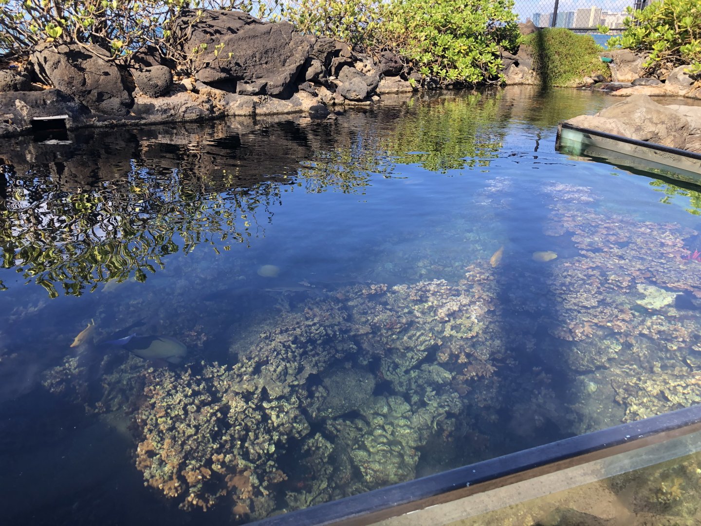 "Edge of the Reef" Topless Tank