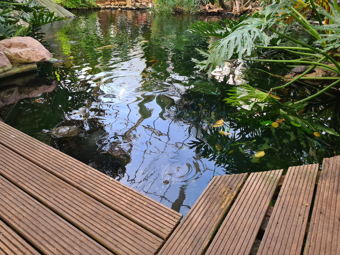 Edge of tropical pond