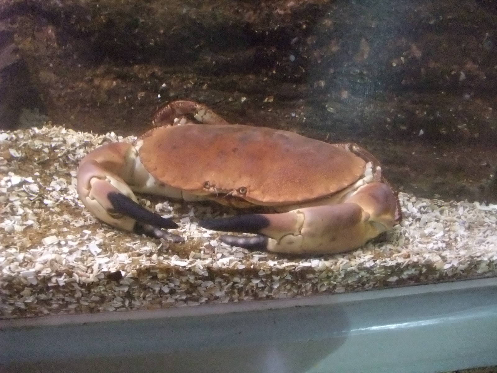 Edible Crab at Rhyl SeaQuarium 04/05/09