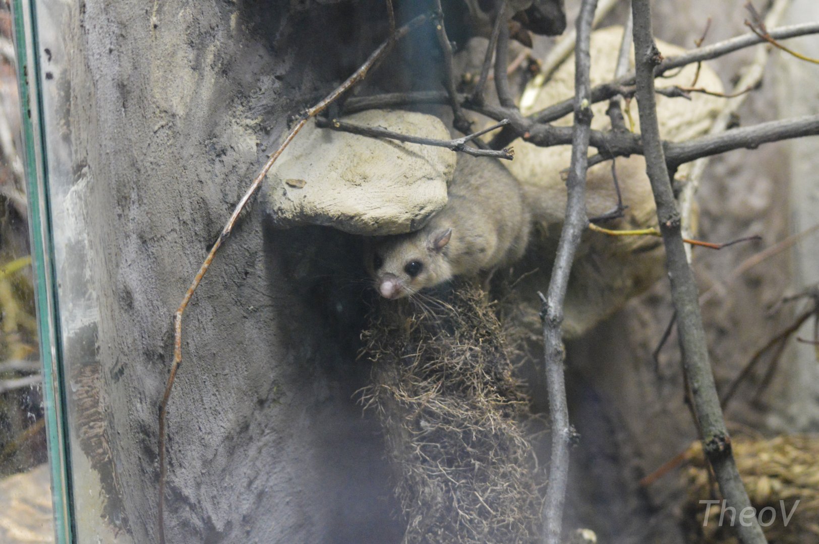 Edible dormouse [2017]