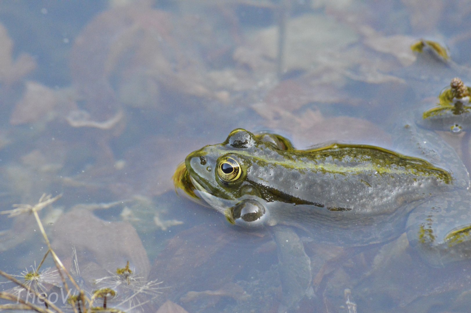 Edible frog - Champ-Pittet [2018]