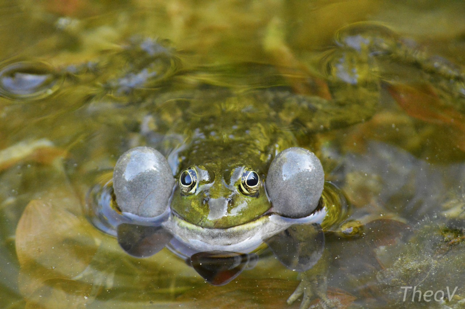 Edible frog - Champ-Pittet [2018]