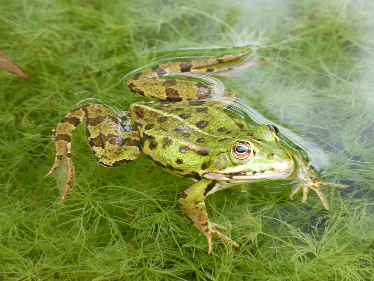 Edible frog -Zoodyssée (2025)