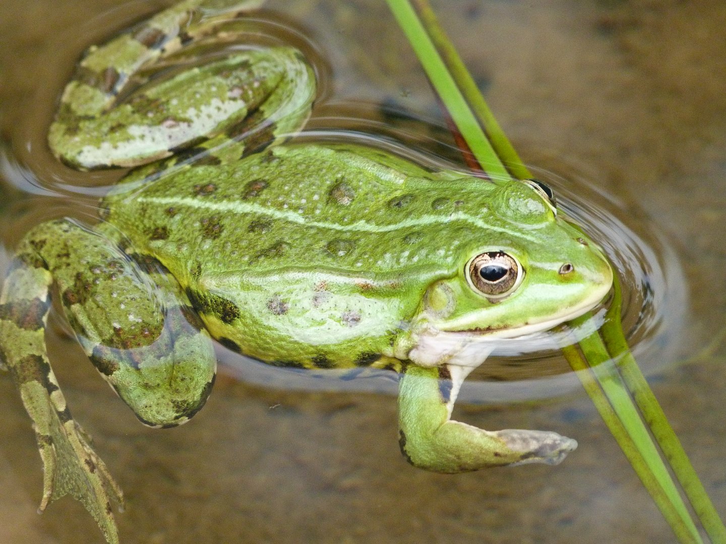 Edible frog -Zoodyssée (2025)