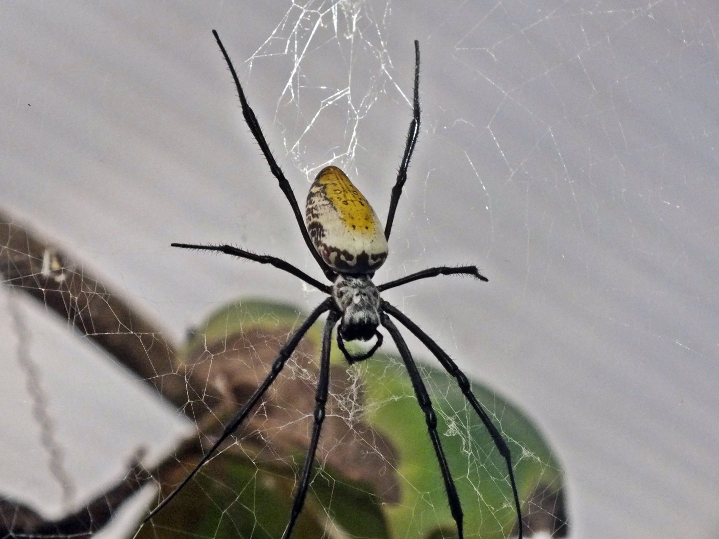 Edible golden silk spider