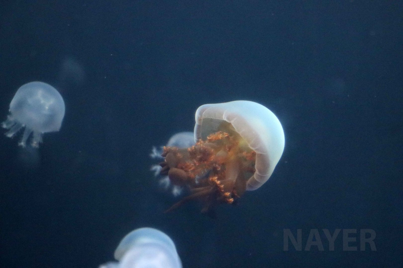 Edible jellyfish, July 2016