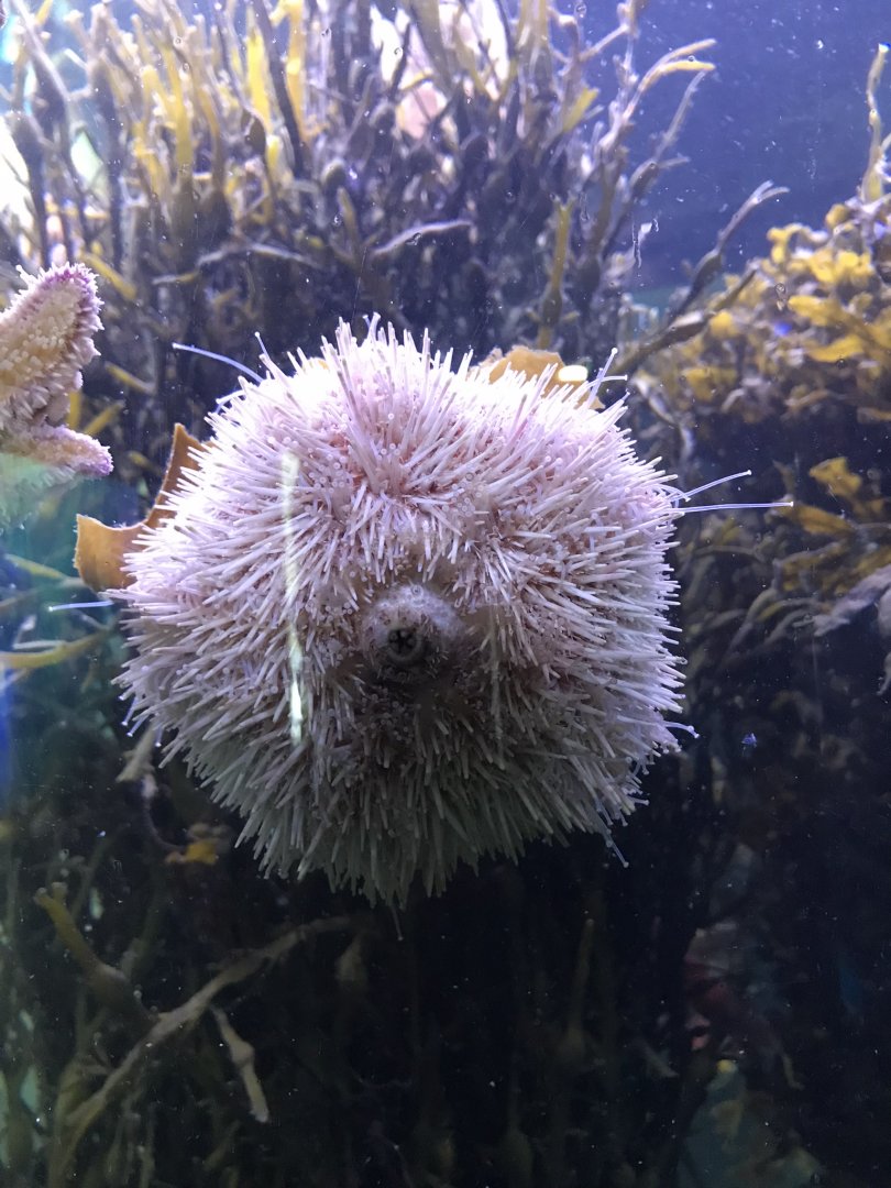Edible Sea urchin