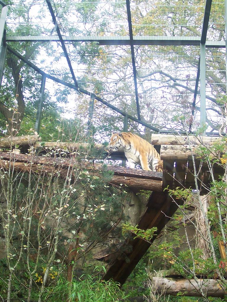 Edinburgh Amur Tiger