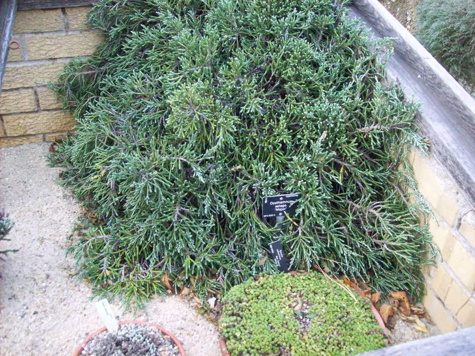 Edinburgh royal botanical gardens