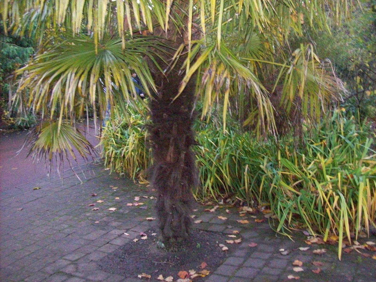 Edinburgh royal botanical gardens