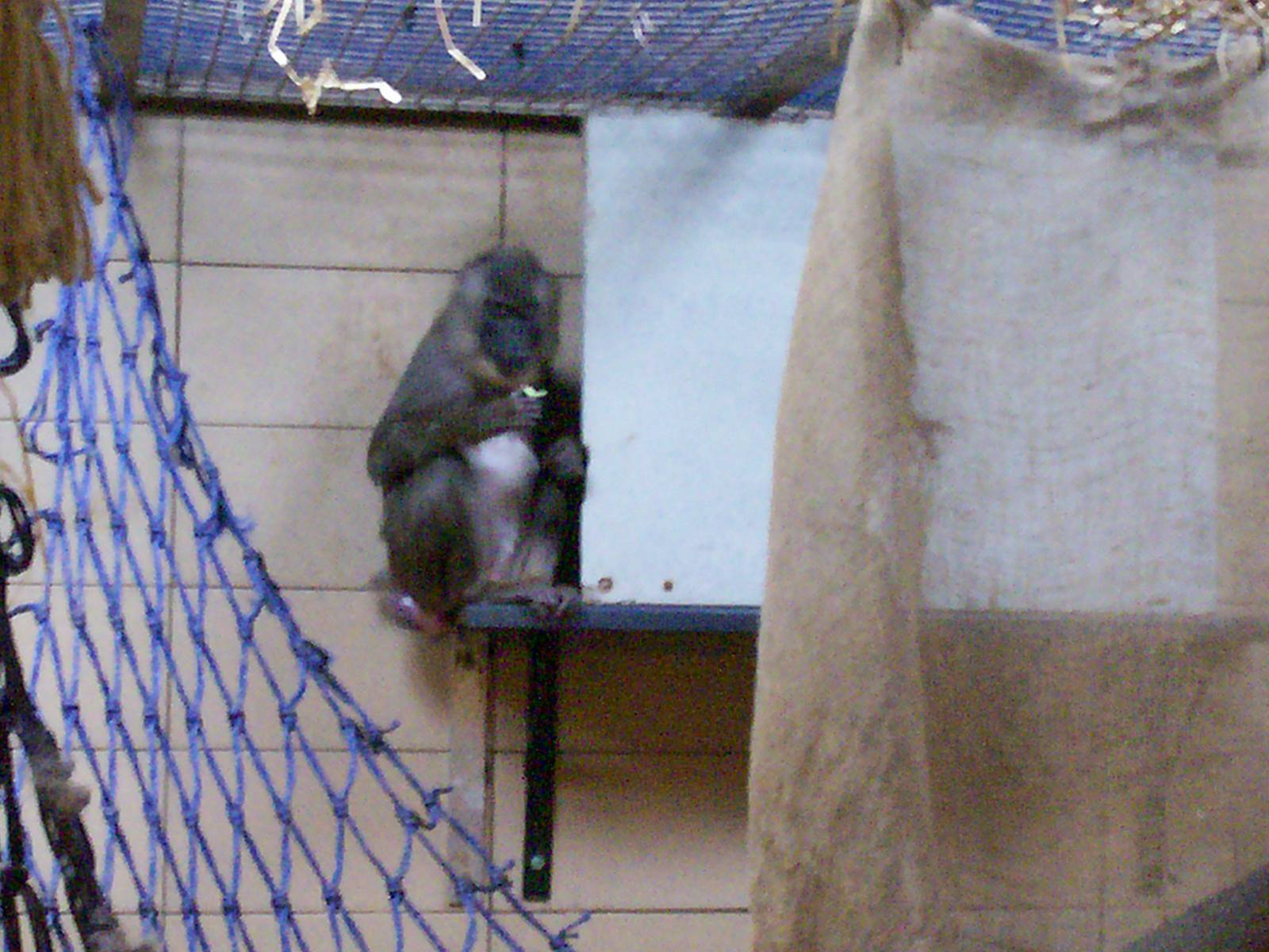 Edinburgh zoo 06 04 09