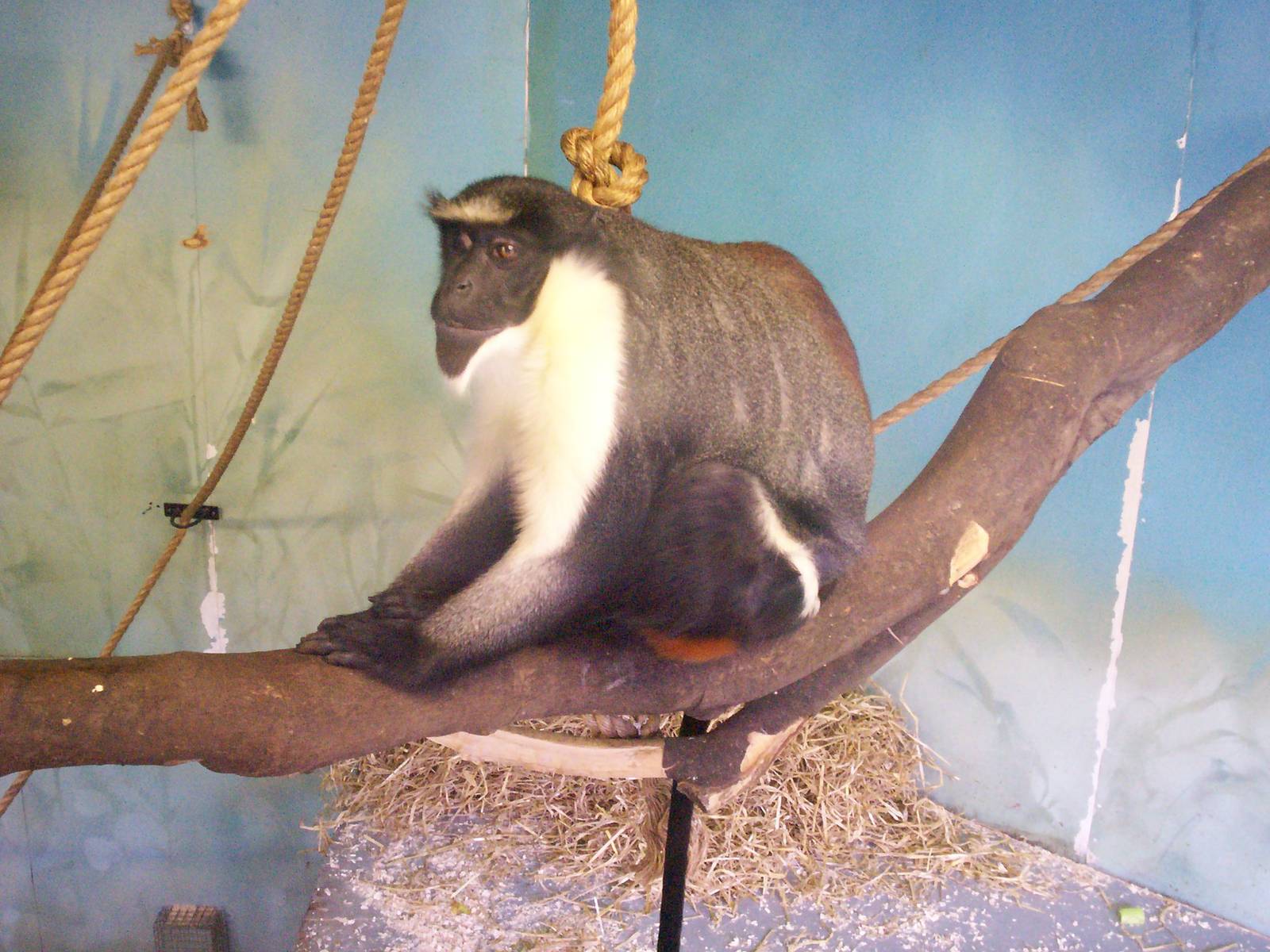 Edinburgh zoo 06 04 09