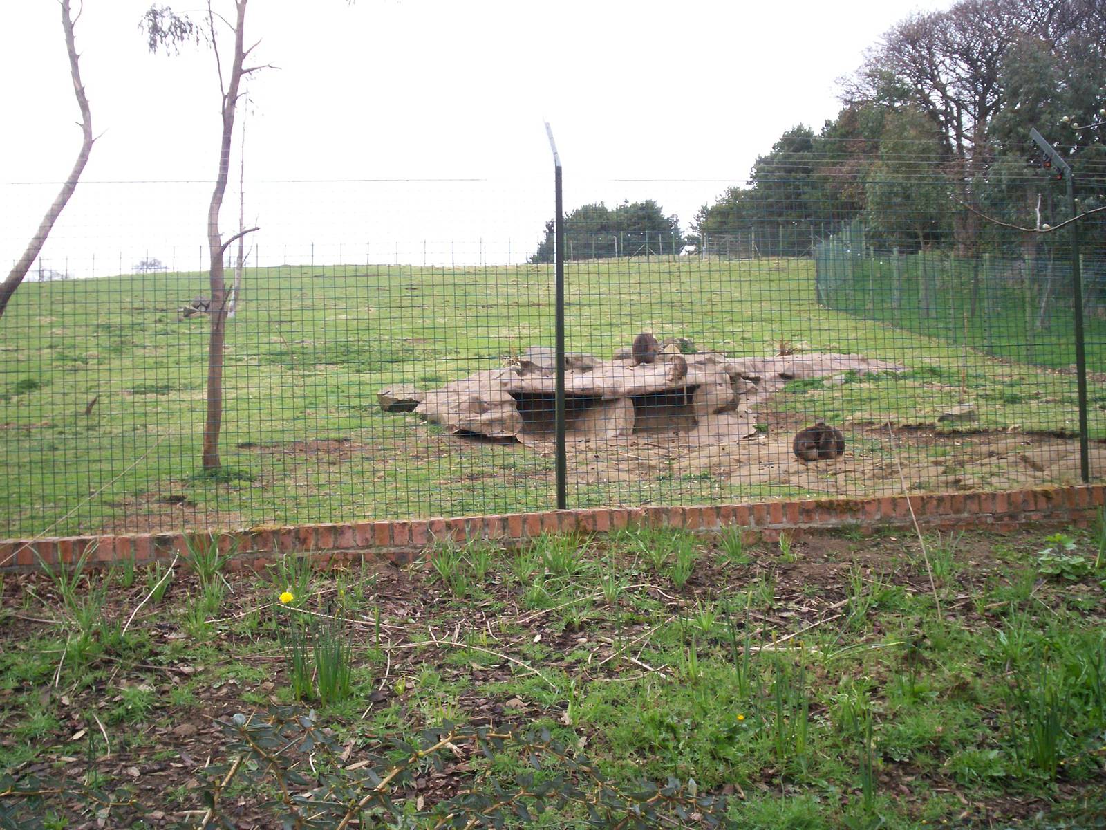 Edinburgh zoo 06 04 09