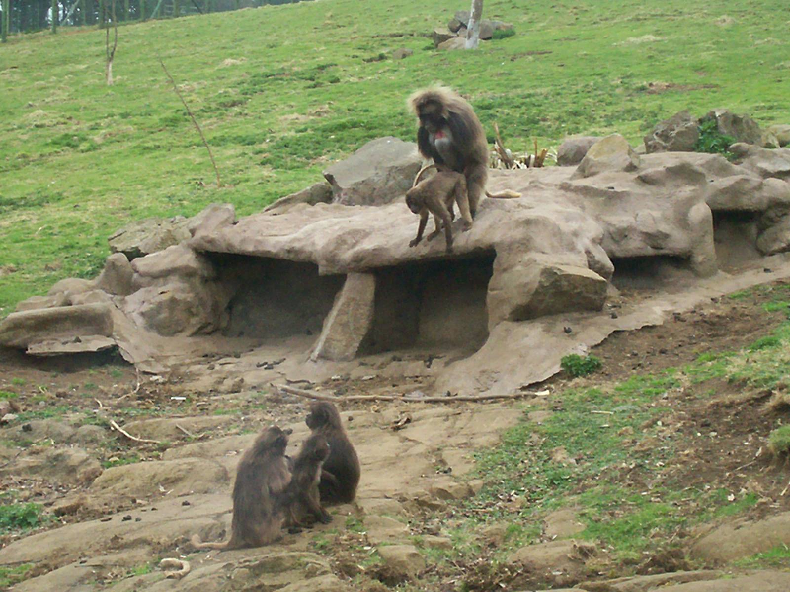 Edinburgh zoo 06 04 09