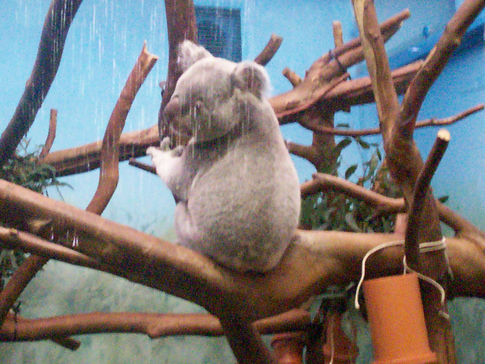 Edinburgh zoo 06 04 09