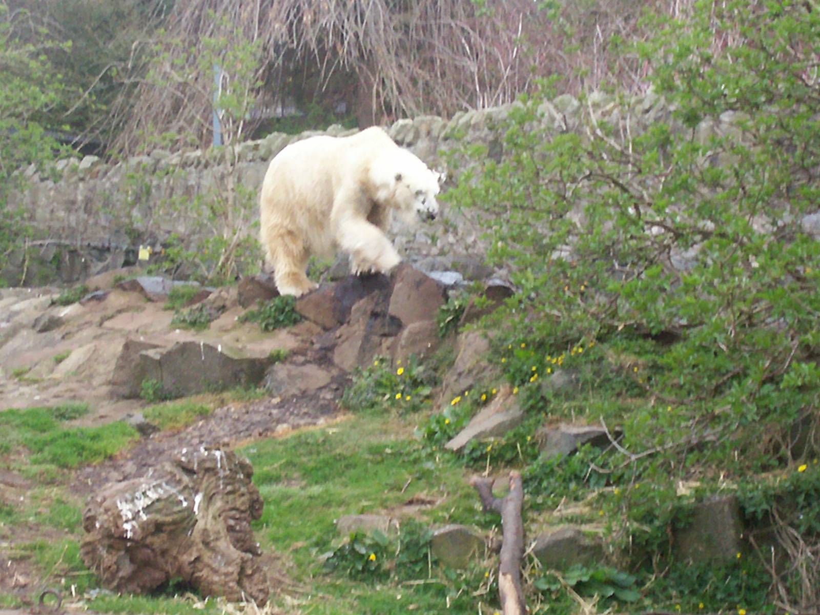 Edinburgh zoo 06 04 09