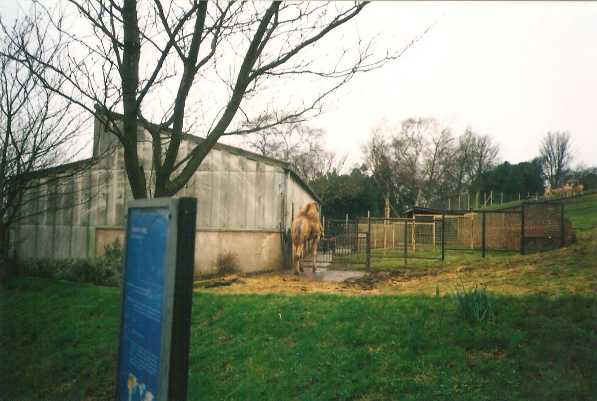 Edinburgh Zoo Camel Enclosure 1990's