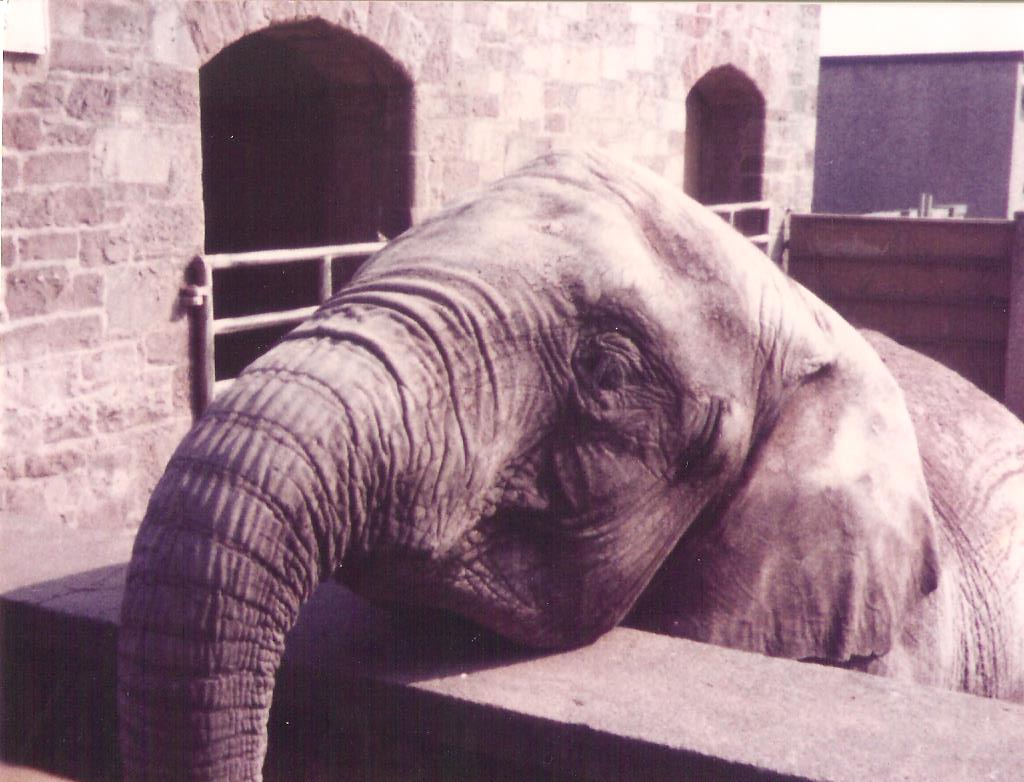 Edinburgh Zoo Elephant
