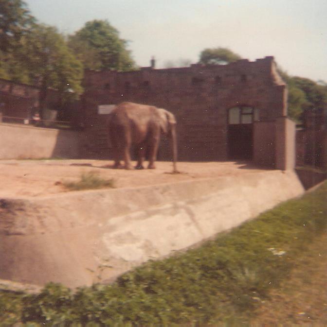 Edinburgh Zoo Elephant
