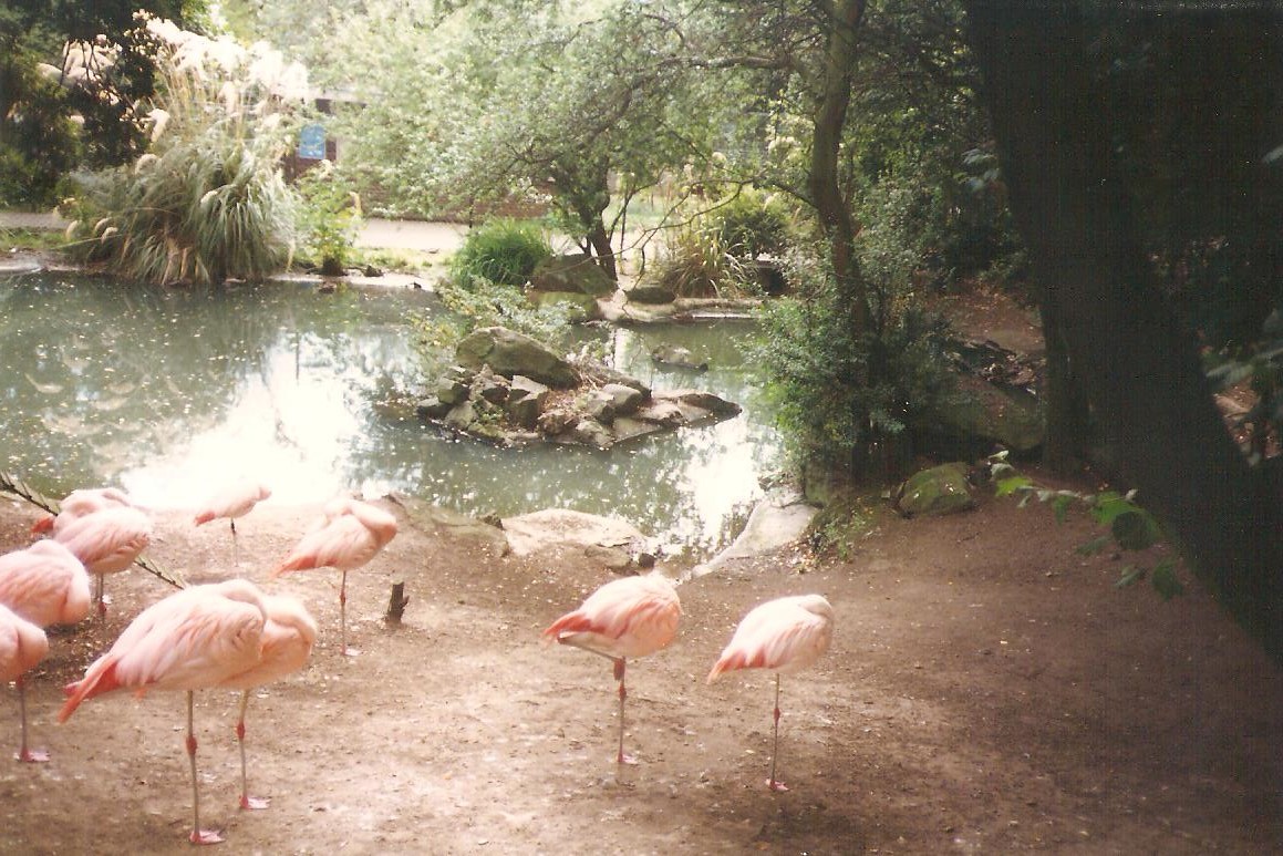Edinburgh Zoo Flamingos