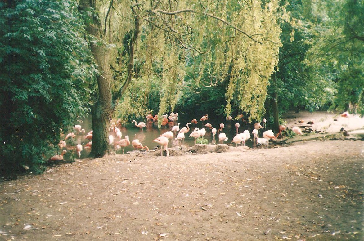 Edinburgh Zoo Flamingos