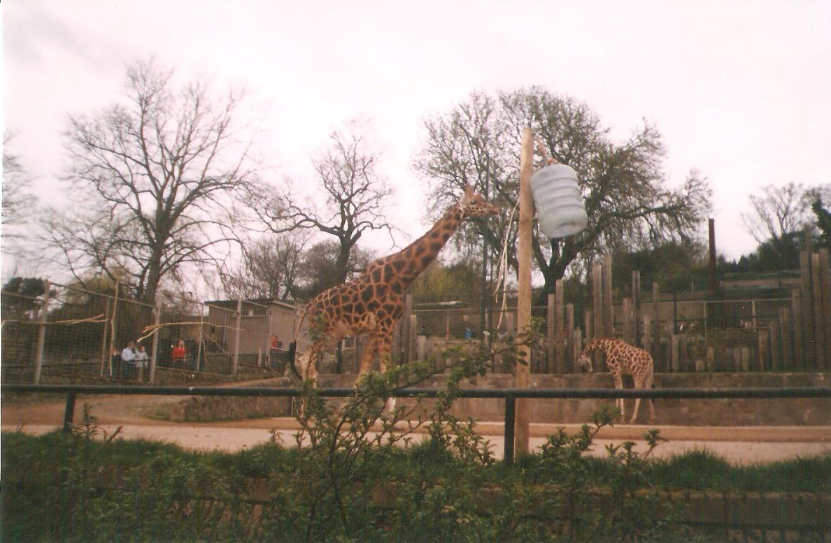 Edinburgh Zoo Giraffes 1990's