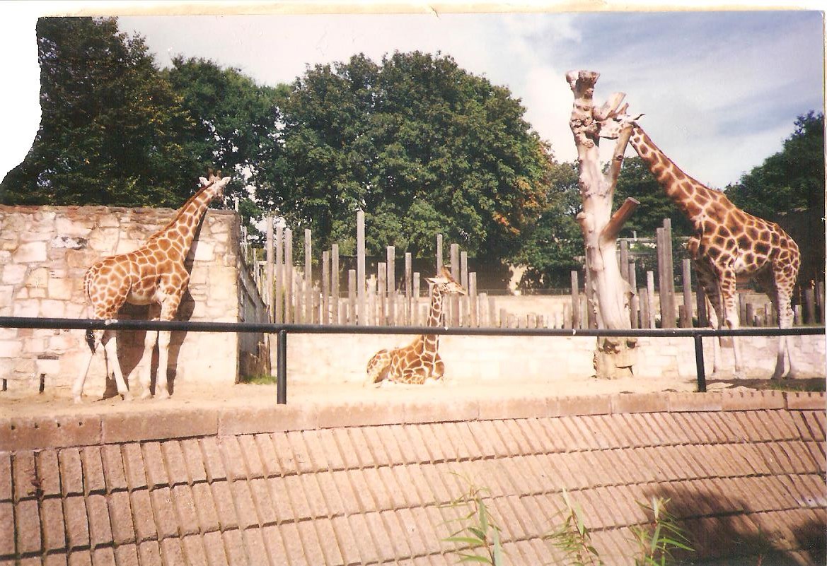 Edinburgh Zoo Giraffes 1990's