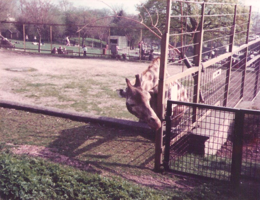 Edinburgh Zoo Giraffes