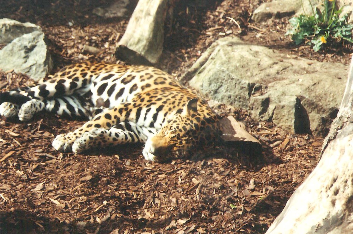 Edinburgh Zoo Jaguar