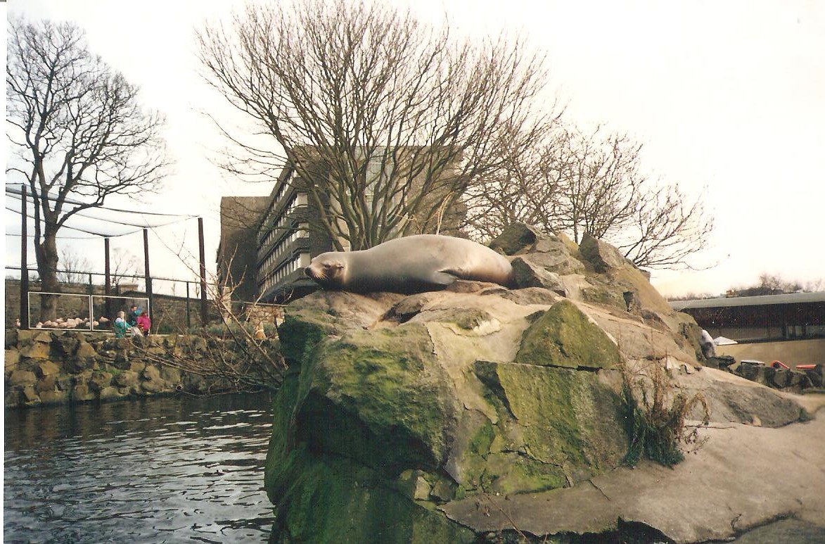 Edinburgh Zoo Sealions 1990's