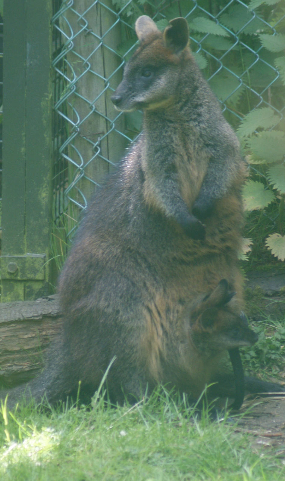Edinburgh Zoo - swamp wallaby- mum and baby