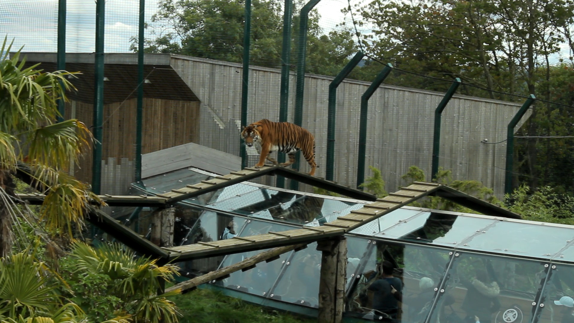 Edinburgh Zoo Tiger Tracks