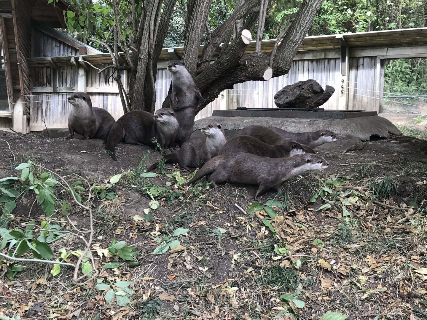 Edinburgh’s ASCO family