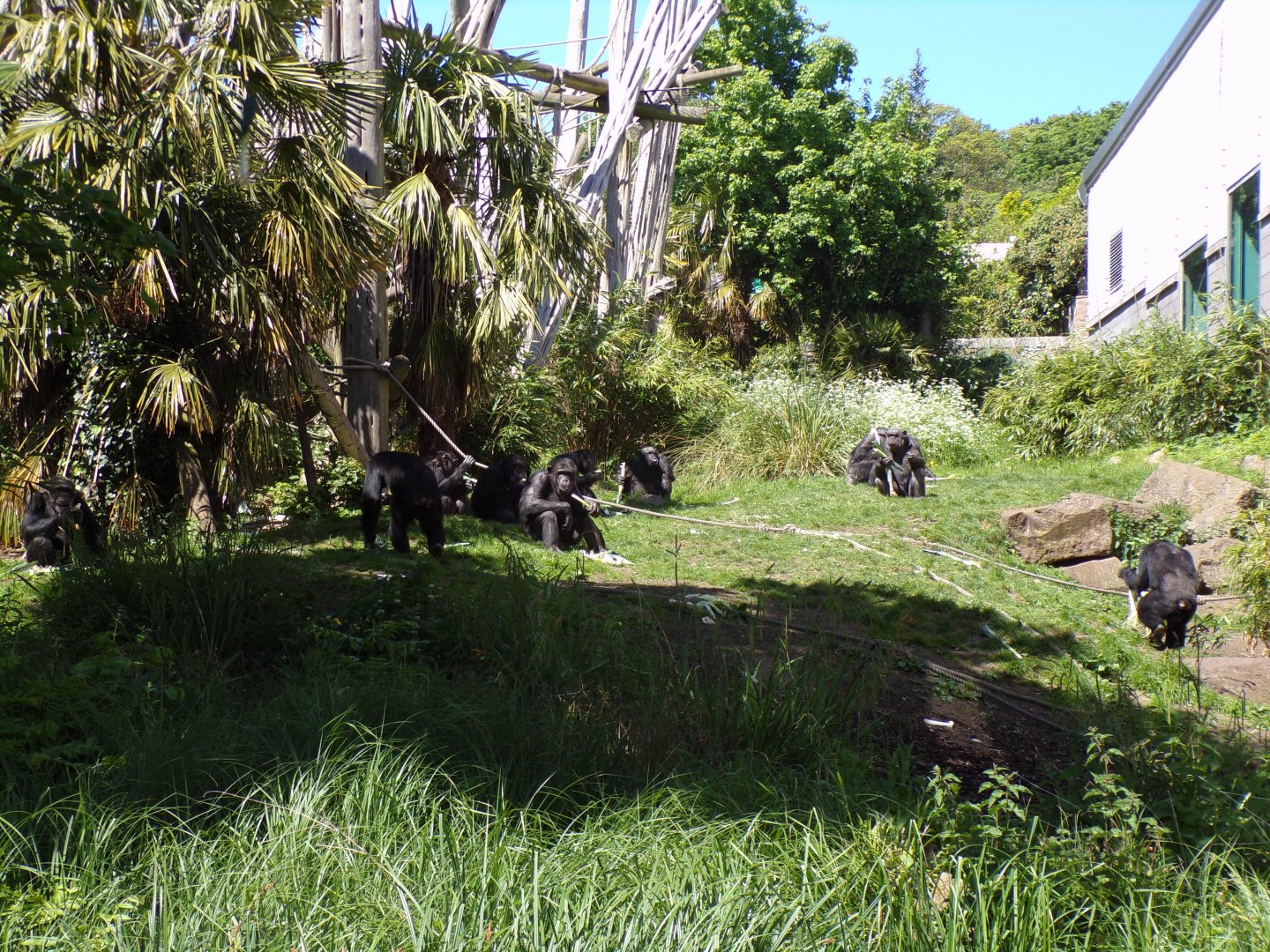 Edinburgh’s chimpanzee troop 20.5.24