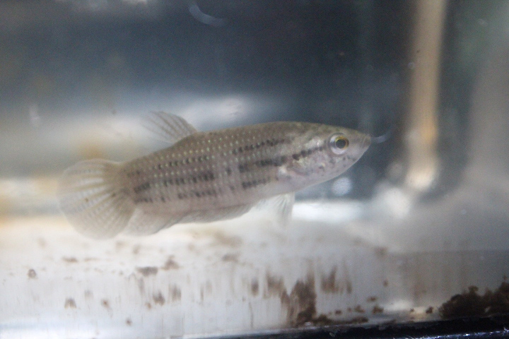 Edith's betta (Betta edithae) - PCBA