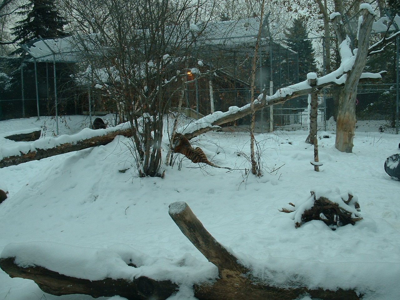 Edmonton Valley Zoo - Nov 2012
