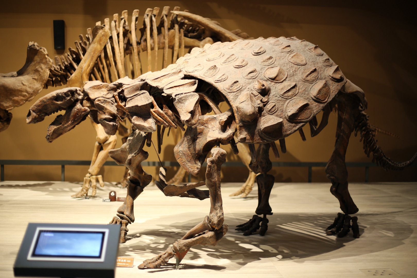 Edmontonia rugosidens, Cast
