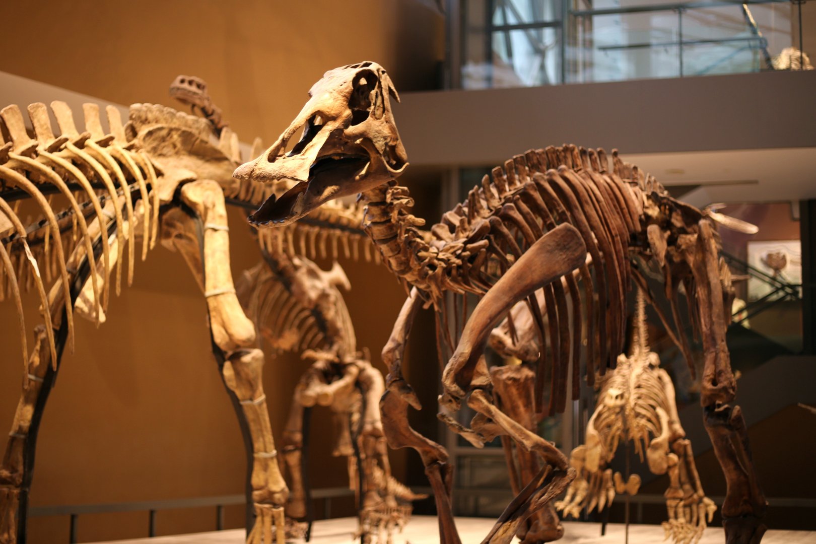 Edmontosaurus annectens, Cast