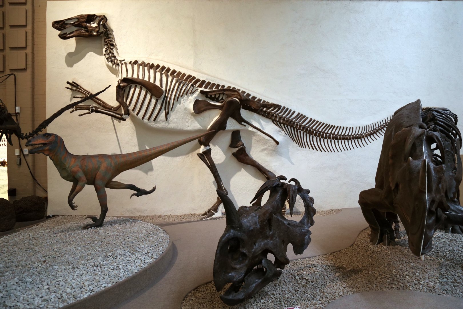 Edmontosaurus annectens, Paratype (YPM 2182)