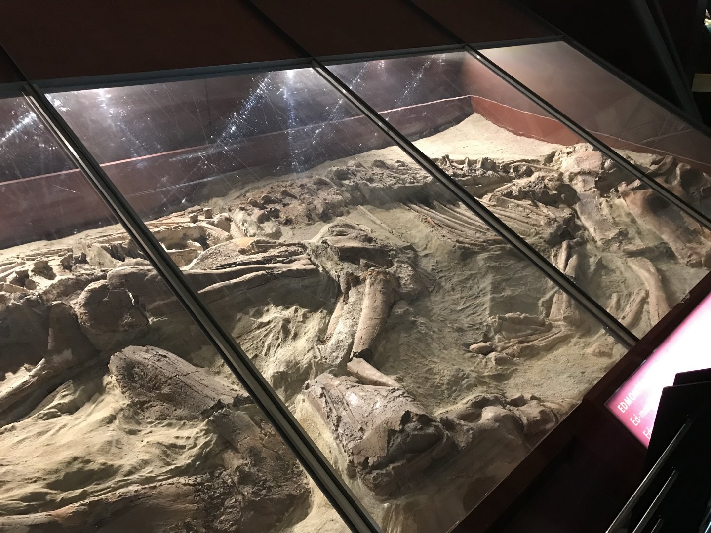 Edmontosaurus fossil