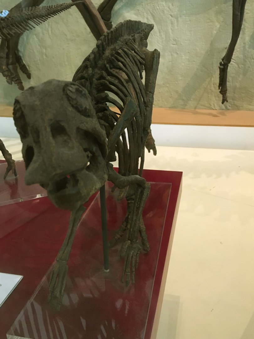 Edmontosaurus Hatchling Closeup