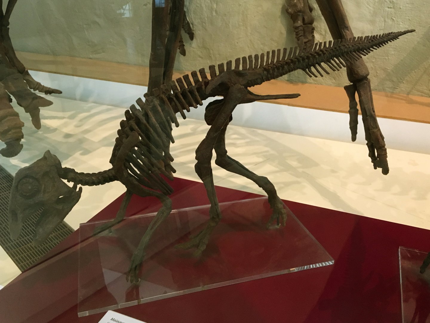 Edmontosaurus Hatchling